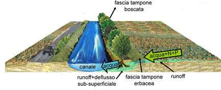 ft fascia erbacea  web