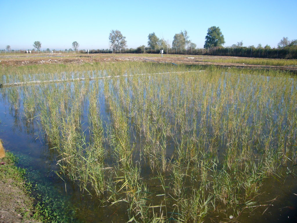 IRIDRA progetto per Discariche Taglietto, Villadose (RO)